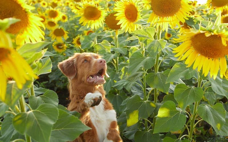 Sonnenblumenkerne für Hunde