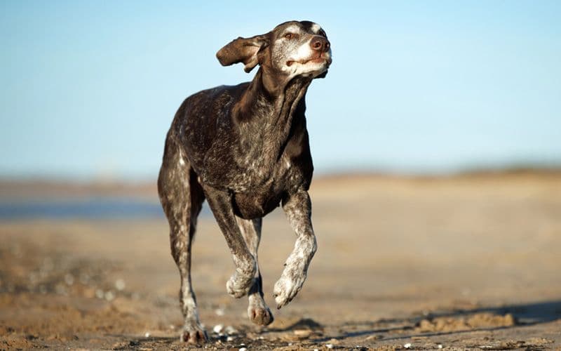Gesunder und glücklicher Seniorhund läuft am Strand