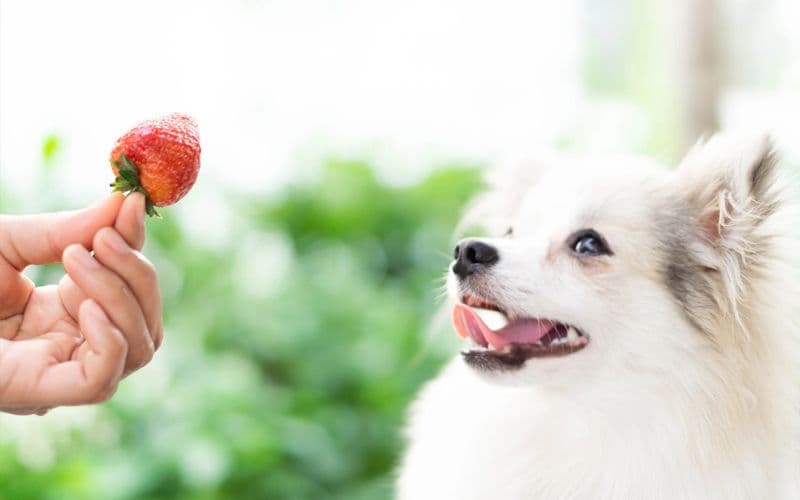 Dürfen Hunde Erdbeeren essen?