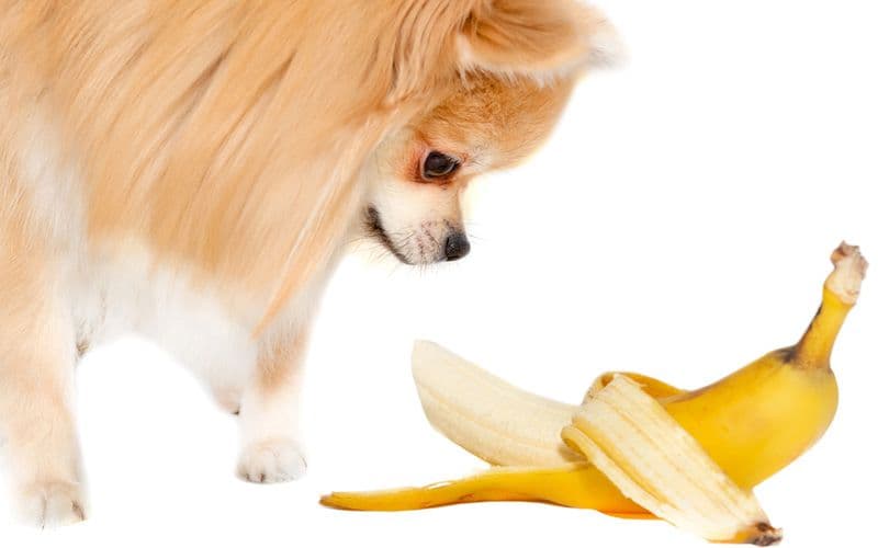 Bananen für Hunde