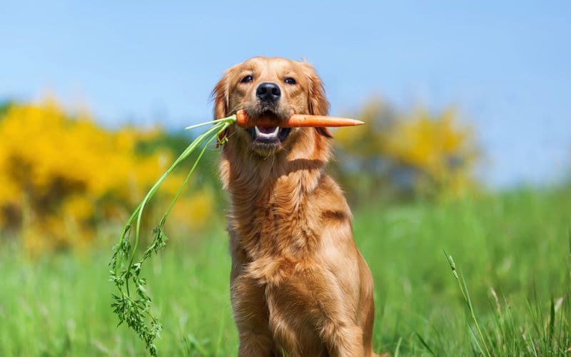 Ein Golden Retriever frisst eine Karotte