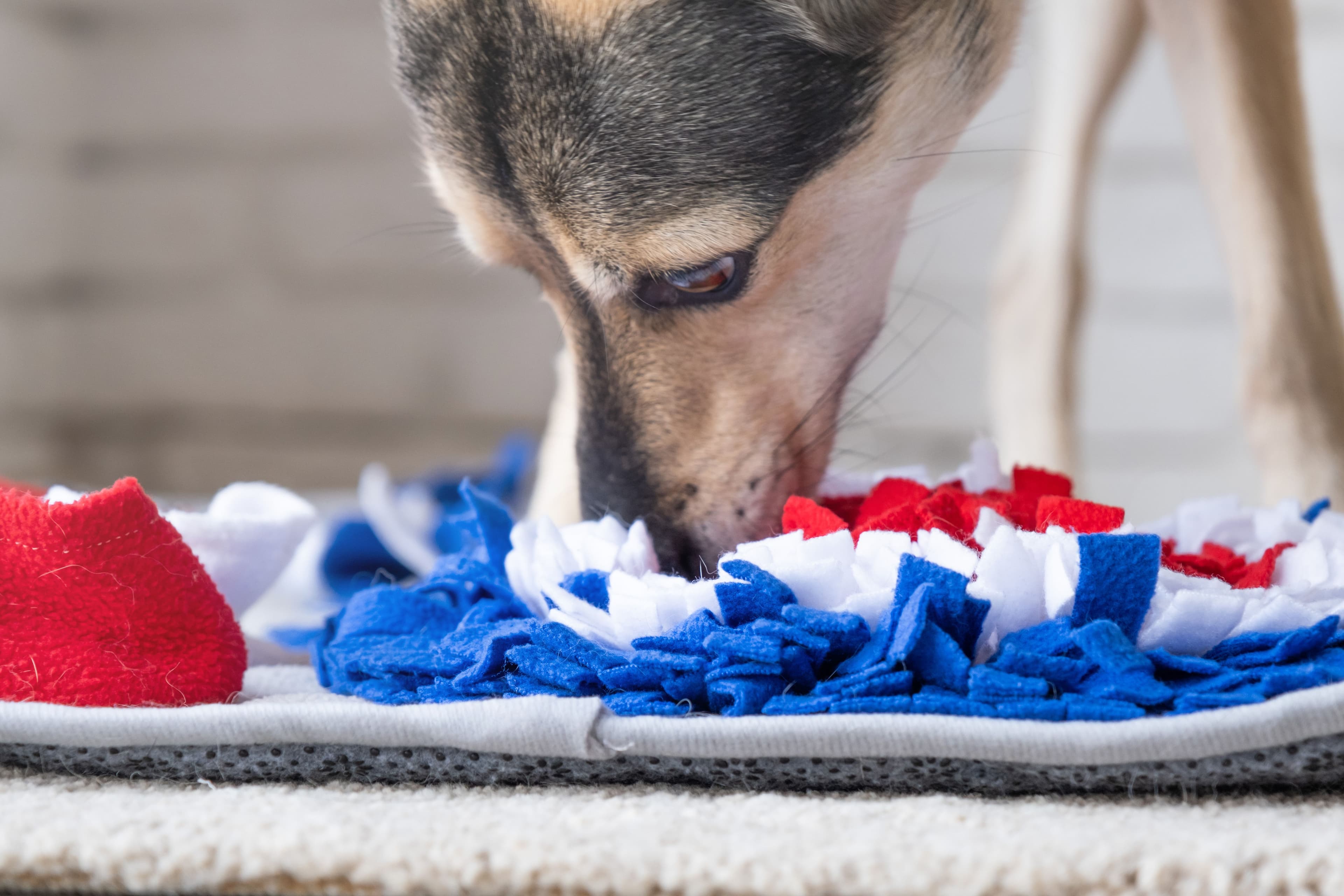 Hund spielt mit einer Schnüffelmatte