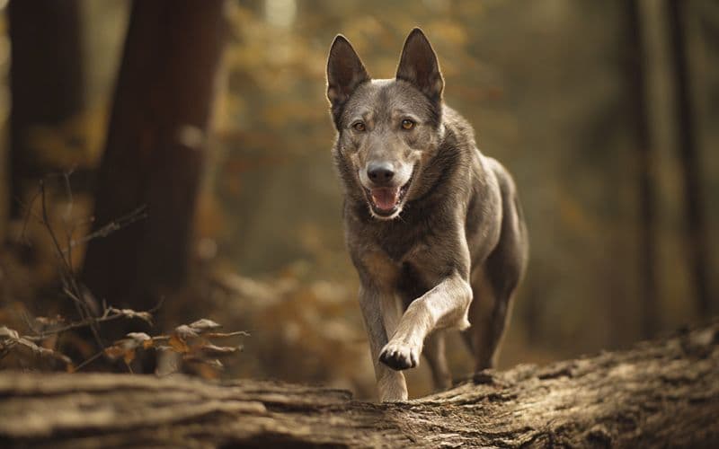 Der Hund nutzt Gleichgewicht, Koordination und Propriozeption beim Gehen im Wald
