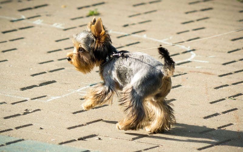Kleiner Yorkshire Terrier beim Gehen