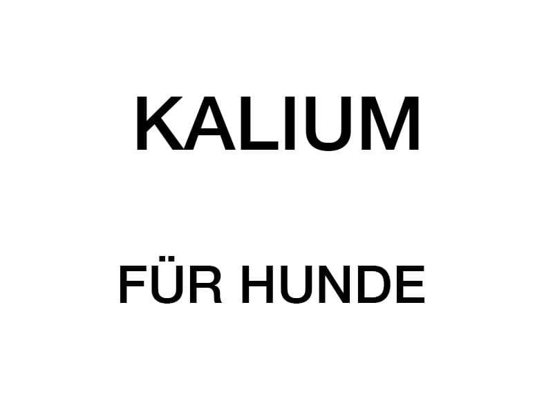 Aufgaben von Kalium im Körper eines Hundes