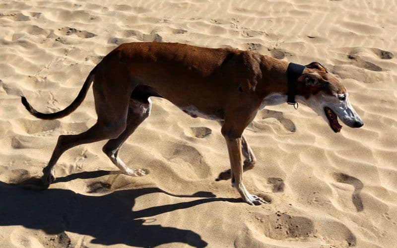 Seniorhund beim Gehen