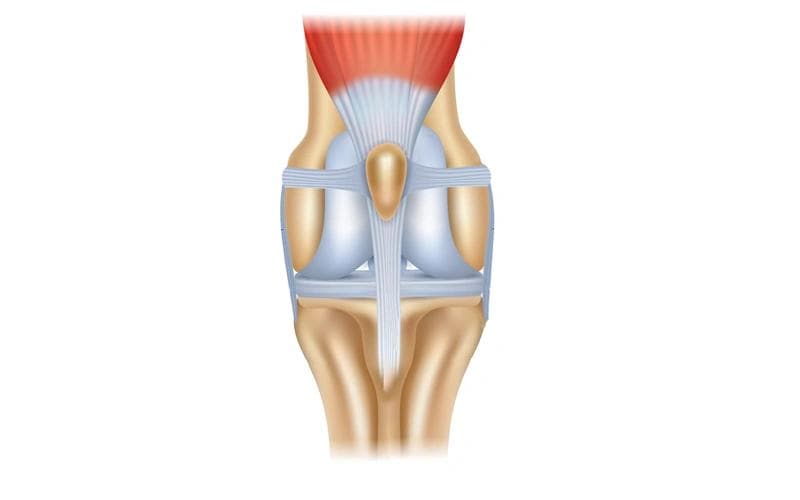 Stabilizer muscles support joint health