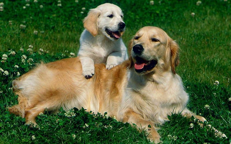 Erwachsener Golden Retriever und ein Welpe ruhen sich auf einem Feld aus